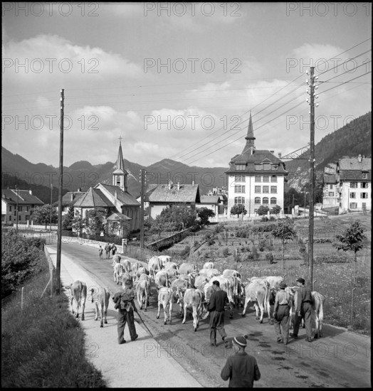 Cattles are driven to France, around Vallorbe 1952.