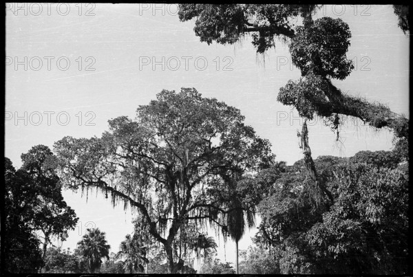 Trees, bathing resort Joa, Brazil 1950.