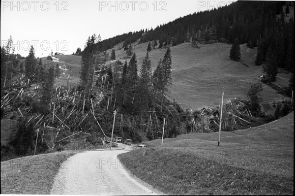 Abländschen; damaged, uprooted trees after heavy föhn storm;  1962.