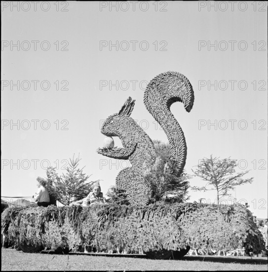 48th Marché-Concours Saignelégier, squirrel, 1951.