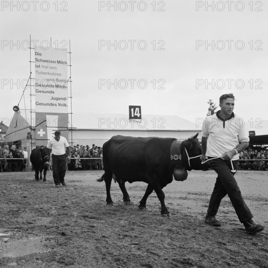 Cattle Show, OLMA 1960.