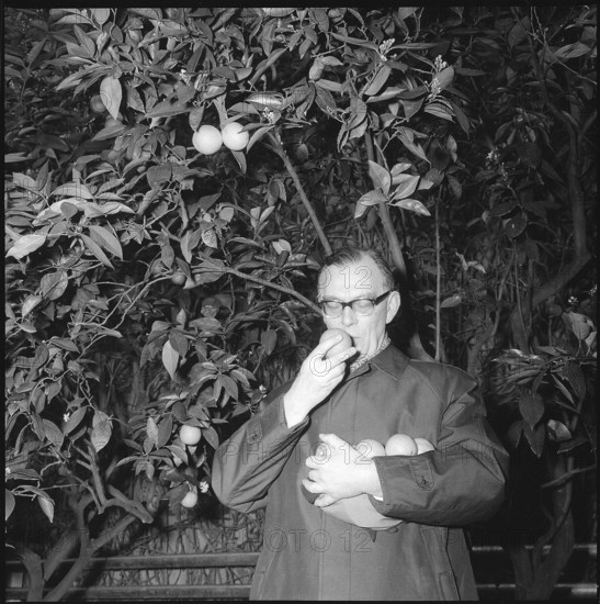 Earl Bernadotte Plucks Oranges, 1964.
