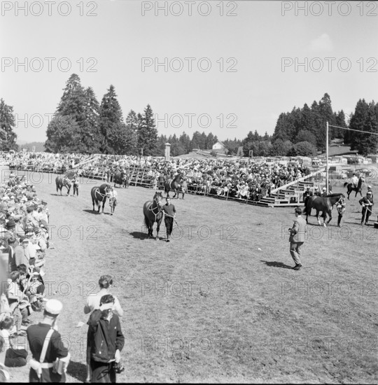58th Marché-Concours Saignelégier, stallion presentation, 1961.