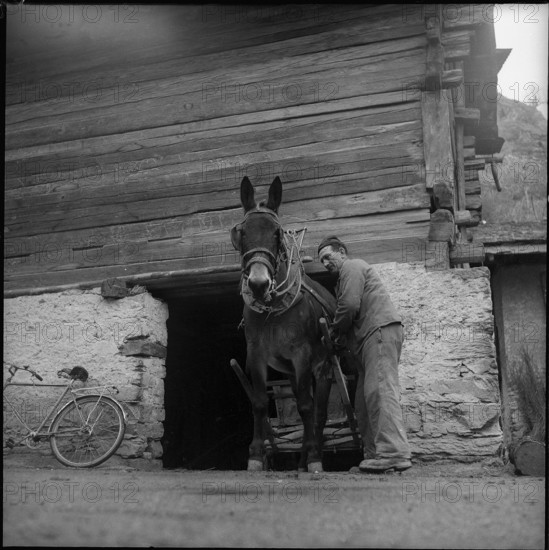 Farmer and mule Turtmann, 1956.