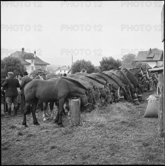 Horse market of Chaindon-Reconvilier, 1952.