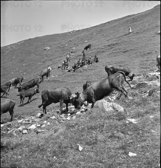 Cow fights on the summer alps, Valais 1942.