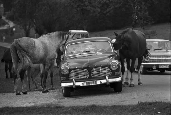 64th Marché-Concours Saignelégier, 1967.