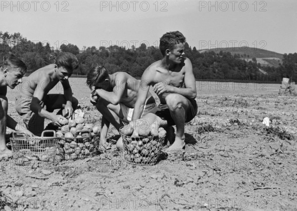 WW 2: potato harvest, Flaach 1942.