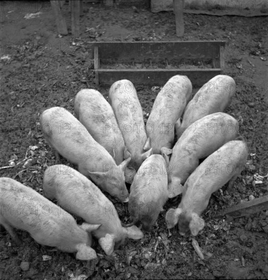 WW 2: economy of war; hog feeding, pig fattening.