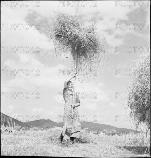 WW 2: grain crop, harvest, Rhine Valley 1941.