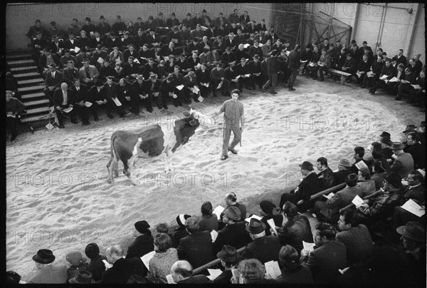 Cow at Auction in Burgdorf 1972.