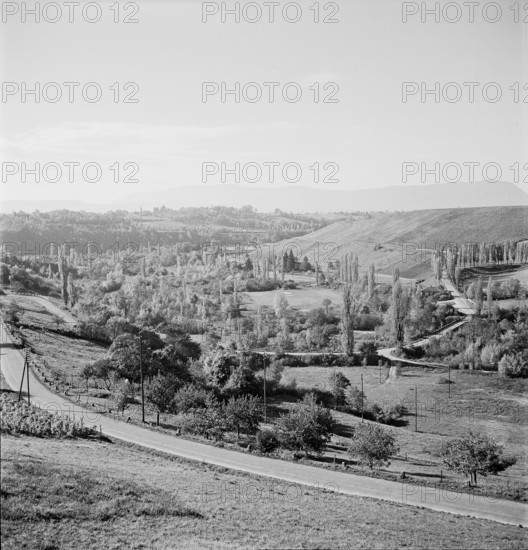 Landscape, road, roadside poplars near Dardagny; 1952.