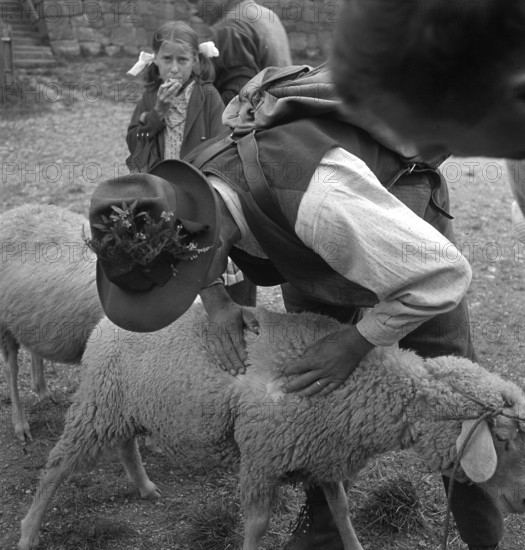 Separation of the sheep in autumn, 1941.