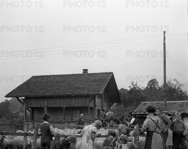 Separation of the sheep in autumn, 1941.
