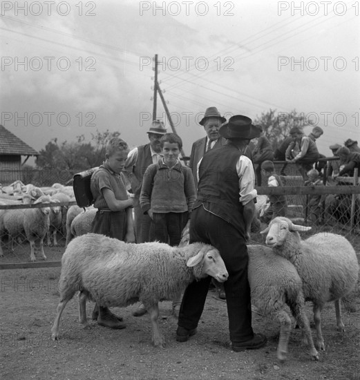 Separation of the sheep in autumn, 1941.