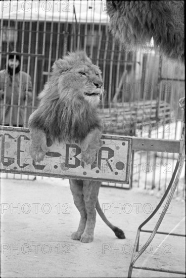 Lions training 1969.