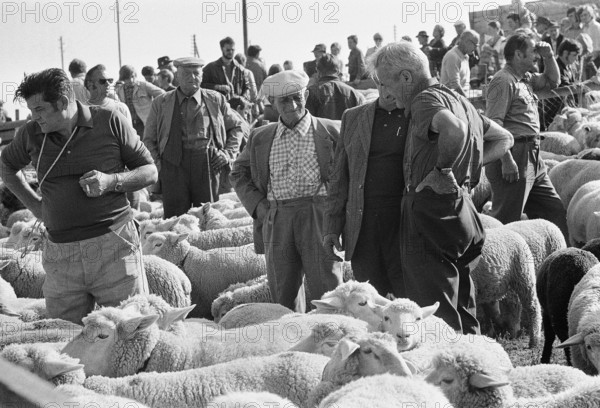 Separation of the sheep in autumn, Riffenmatt 1973.