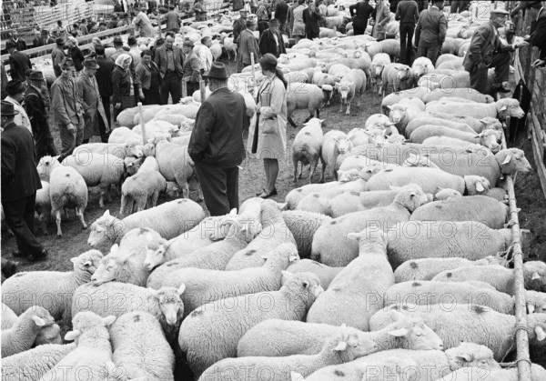 Separation of the sheep in autumn in Riffenmatt, 1970.