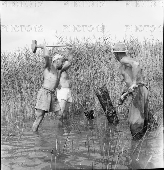 WW2: Melioration, land reclamation on Lake Neuchâtel, 1944