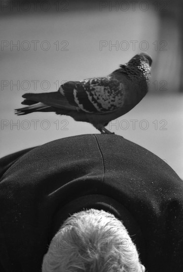 1975, Paris, Marais,  old man with pigeons.