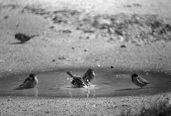 1975, Paris, Marais, sparrows and puddle.