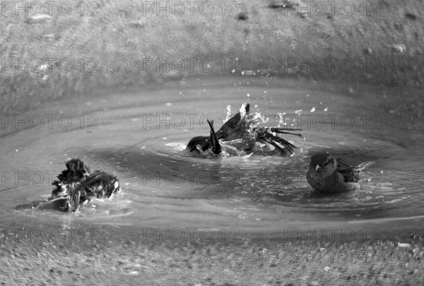 1975, Paris, Marais, sparrows and puddle.
