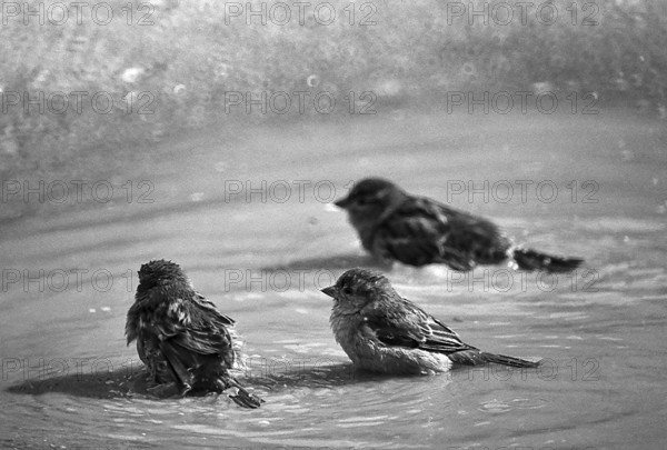 1975, Paris, Marais, sparrows and puddle.