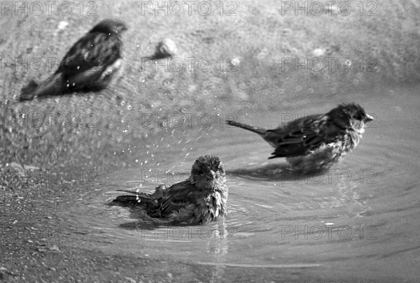 1975, Paris, Marais, sparrows and puddle.