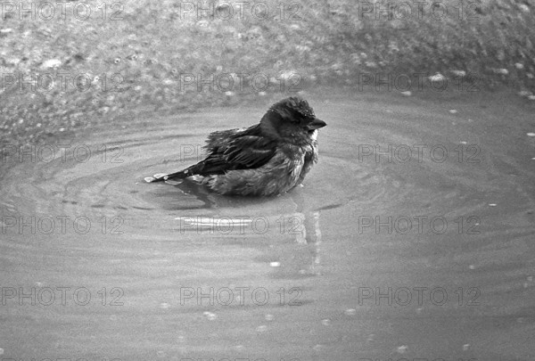 1975, Paris, Marais, sparrows and puddle.