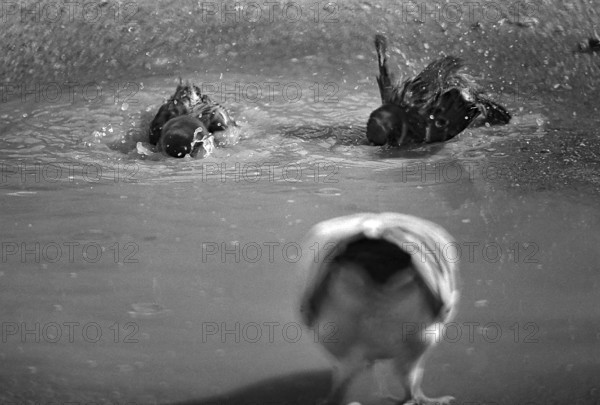 1975, Paris, Marais, sparrows and puddle.