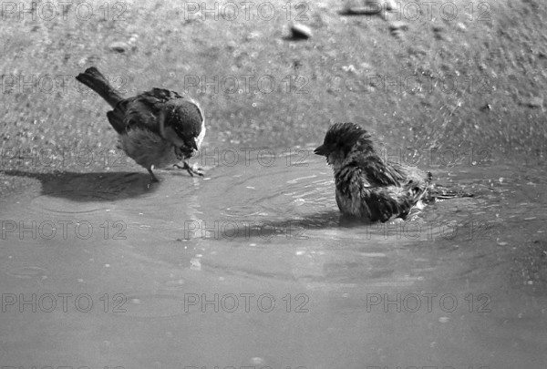 1975, Paris, Marais, sparrows and puddle.