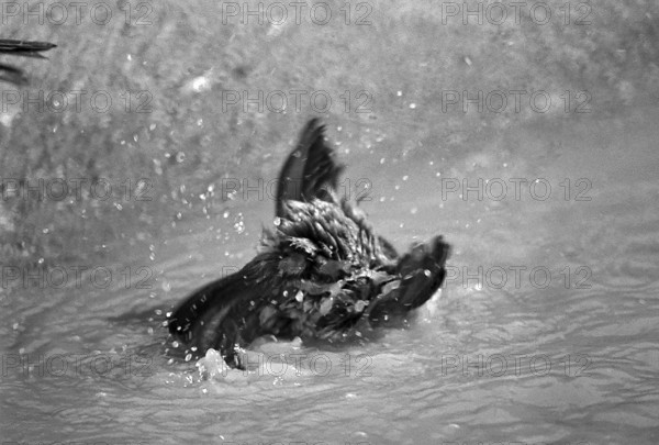 1975, Paris, Marais, sparrows and puddle.