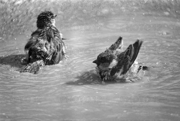 1975, Paris, Marais, sparrows and puddle.