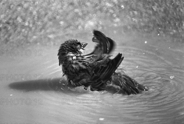 1975, Paris, Marais, sparrows and puddle.