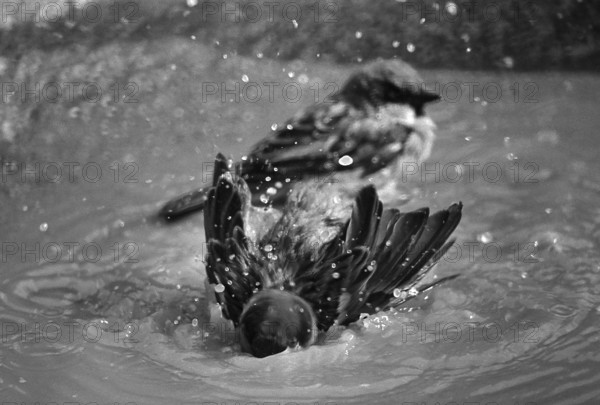 1975, Paris, Marais, sparrows and puddle.