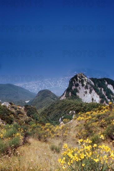 Nature, Italy, region of Campania, 1975 Ischia Monte Epomeo.