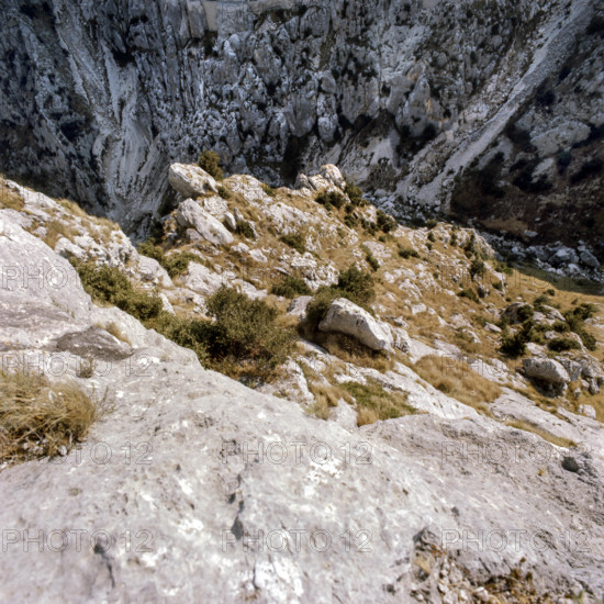 Nature, Italy, region of Puglia 1975 Vallone di Pulsano National Park of Gargano.