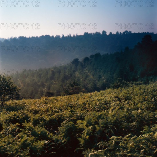 Nature, Italy, region of Puglia 1975 Foresta Umbra.