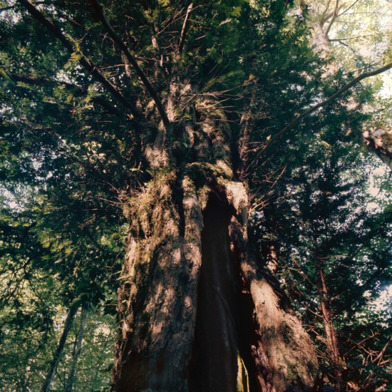 Nature, Italy, region of Puglia 1975 Foresta Umbra.