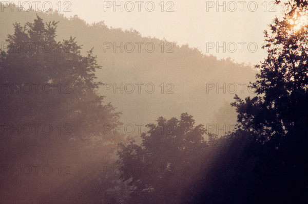 Nature, Italy, region of Puglia 1975 Foresta Umbra.