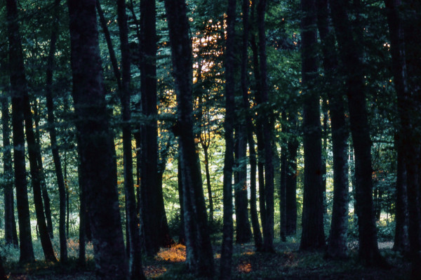 Nature, Italy, region of Puglia 1975 Foresta Umbra.