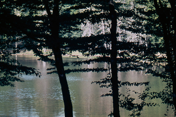 Nature, Italy, region of Puglia 1975 Foresta Umbra.