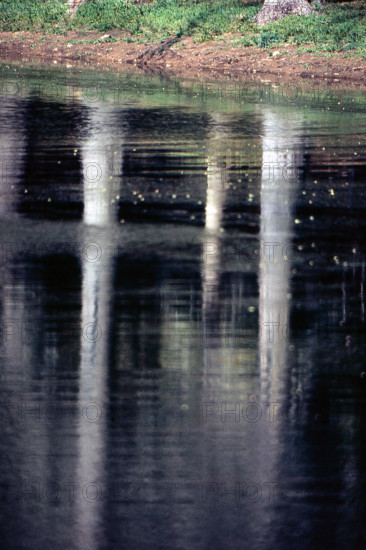 Nature, Italy, region of Puglia 1975 Foresta Umbra.