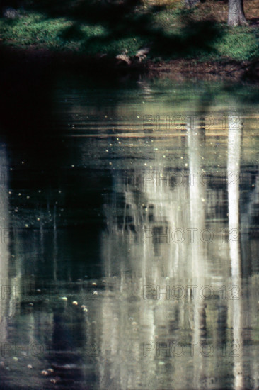 Nature, Italy, region of Puglia 1975 Foresta Umbra.