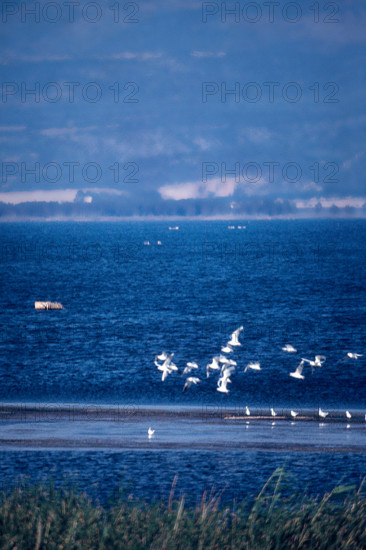 Nature, Italy, region of Puglia 1975 Lago di Lesina (Lesina lake).
