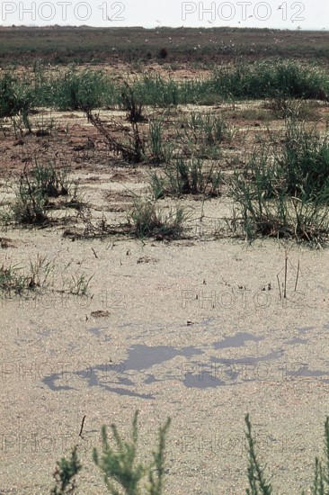 Nature, Italy, region of Puglia 1975 Paludi del Tavoliere (Tavoliere marshes).