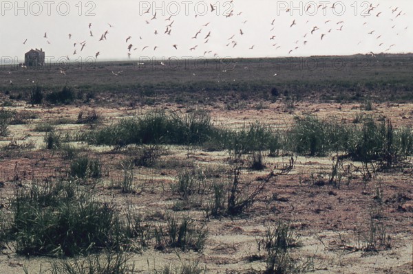Nature, Italy, region of Puglia 1975 Paludi del Tavoliere (Tavoliere marshes).