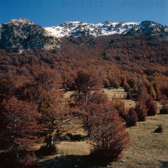 Nature, Italy, region of Calabria 1975 Comprensorio del Pollino - Monte Pollino (Pollino Mountain-Calabria National Park).
