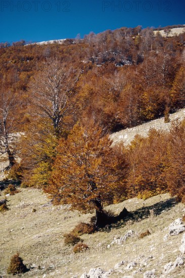 Nature, Italy, region of Calabria 1975 Comprensorio del Pollino - Monte Pollino (Pollino Mountain-Calabria National Park).