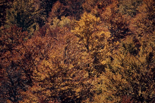 Nature, Italy, region of Calabria 1975 Comprensorio del Pollino - Monte Pollino (Pollino Mountain-Calabria National Park).